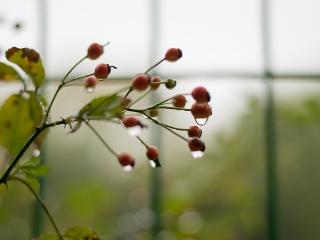 临沂：雨中植物晶莹剔透