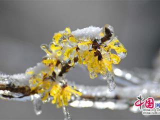 只有一个黄山：金缕梅花悄然开 暗香浮动游人醉