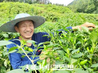 遵义市科技赋能辣椒种植绘春景 大数据为农户种植提供精准决策