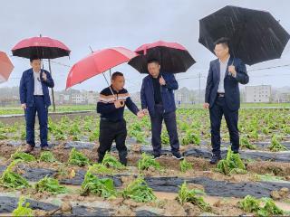 冰雹暴雨突袭梅州五华烟区 梅州烟草火速救灾情暖农心