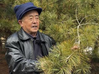 81岁“树痴”植树二十载，无偿捐赠价值近百万红松树