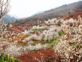 贵州威宁：樱桃花开“钱”景正浓