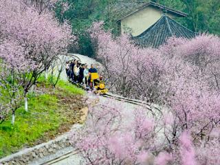 坐上这列“小火车” 能穿越烂漫花海