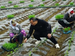 横州市：甜玉米移栽正酣 田野跃动春耕希望