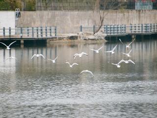 临沂：海鸥在水面飞行