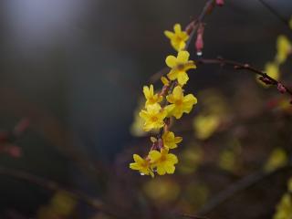 临沂：春雨滋润迎春花开