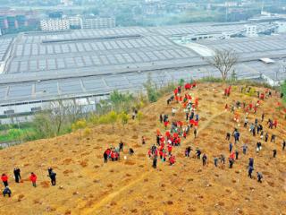 重庆多地开展植树活动，共筑生态屏障