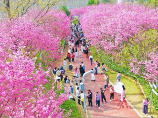 赣州蓉江新区：樱花烂漫迎客来