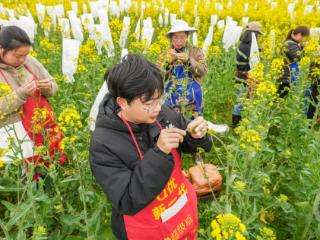 重庆垫江：制种油菜基地授粉忙