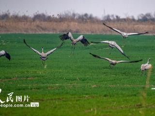 山西永济：黄河湿地 候鸟翩跹