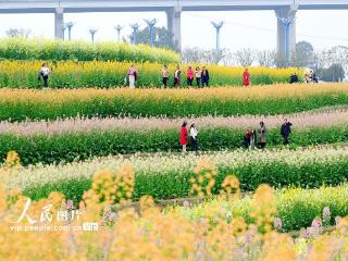 四川宜宾：油菜花开迎客来