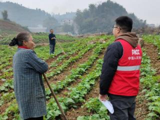 人保财险遵义分公司：农险宣传入田间