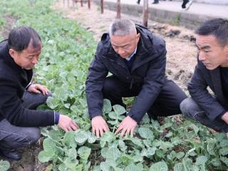 当涂：农技培训深入田间 抢抓农时助力春耕