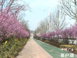 仁威路变身“粉色长廊” 市民打卡春日限定浪漫