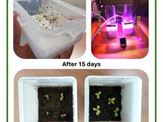 研究称钙钛矿太阳能电池温室可促进植物生长 有室内粮食生产潜力