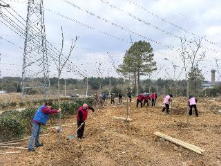 溧水洪蓝西旺社区：党群共植连心树 社区同绘生态图