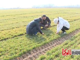 石家庄市鹿泉区：抓春管防病害 农技人员入田开“药方”