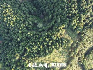 中科院地化所所长冯新斌：中国植树造林为全球汞污染防治作出积极贡献