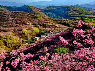 内乡向你发出“赏花踏春”邀请函