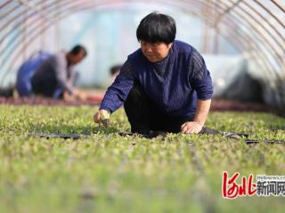 组图｜河北省玉田县：春季农忙正当时