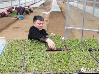 滁州明光：一株甜叶菊 带动大产业