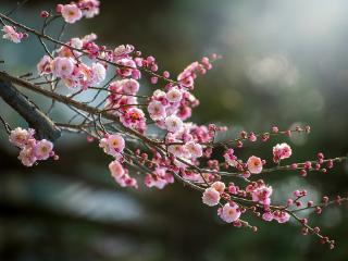 临沂：雕塑公园梅花绽放