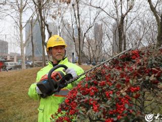 青岛西海岸公用事业集团市政公司精细养护 为城市品质增绿添彩