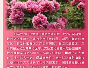 乘着“齐鲁1号”游菏泽④｜春来菏泽赏牡丹