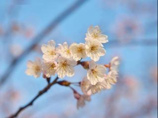 赏春花、尝春菜、踏春行……共赴盐城春之约