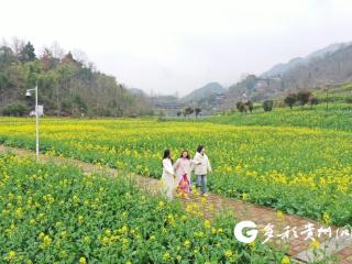 贵州务川：龙潭千年仡寨油菜花开引客来