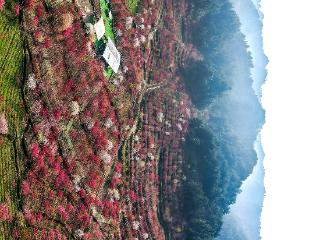 G视觉丨千亩樱花映湖山