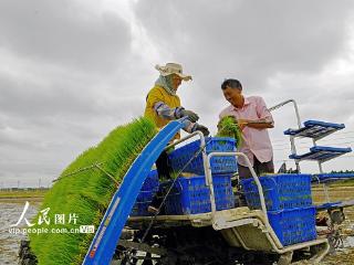 海南乐东：抢抓农时插秧忙