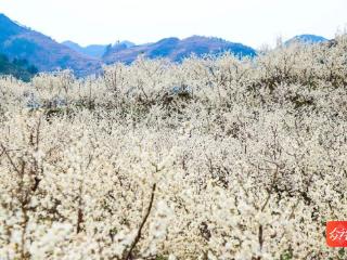 与春光铜行||印江：“赏花品果”享绝美春日风光