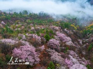 安徽宁国：野樱绚烂绽放