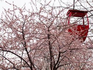 坐索道俯瞰桃花花海，千佛山赏春最佳视角