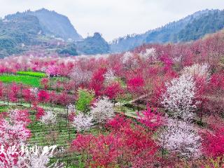 观山湖区上麦城村樱花盛放 快来看如梦似幻的春日画卷