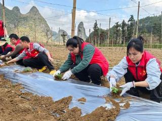 崇左烟草： “党建红”映“春耕绿” 共绘乡村振兴新画卷