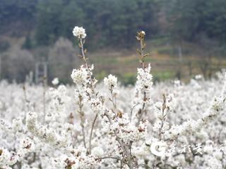 仁怀：樱桃花竞相绽放 如云似雪