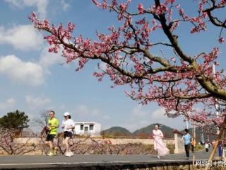 2025年永乐桃花跑下周六开跑