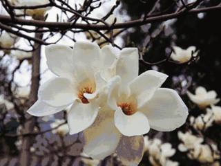 3月15日最佳情报|济南周末降雨降温，日照夜间迎春雪！恭喜