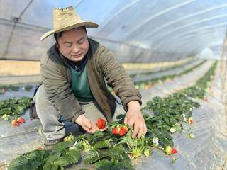 代表委员回乡记｜全国人大代表、六盘水山海园种植农民专业合作社理事长李世瑶：追着春光回乡忙农事