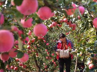 “淄”在消费⑨｜红苹果、小香菇……红透多个消费场景