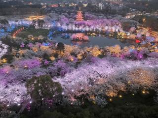 东湖评论：以樱花为媒，展城市形象，绘武汉文旅新画卷