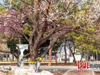 石家庄植物园：梅花枝上春如海 踏青赏花正当时