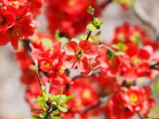 济南第一批海棠花开了，花朵仿佛燃烧的火焰