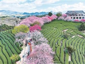 福建龙岩：赏花正当时（侨乡新貌）