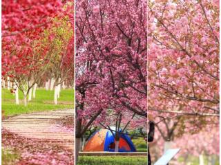 2025济南市第四届花朝节之“花间雅宴”报名开餐啦！