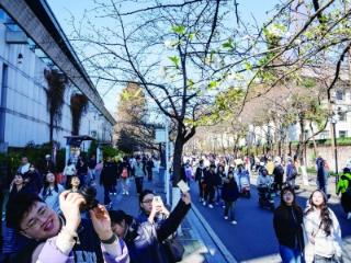 鸡鸣寺路：三树早樱传春讯 本周将迎盛花期