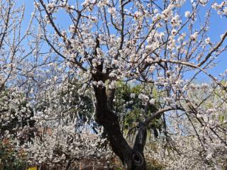 菏泽公园花如雪醉游人 春日画卷添新景