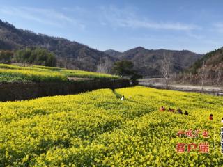 十堰一地油菜花开，快来拥抱这片金黄